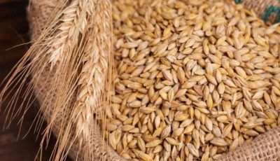 سعر طن الأرز الشعير اليوم الثلاثاء 30 سبتمبر 2025