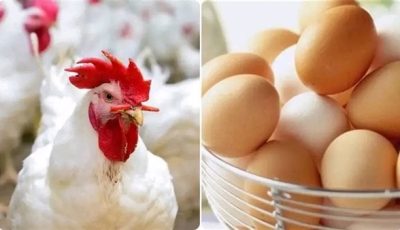 بورصة الدواجن اليوم.. أسعار الفراخ البيضاء وكرتونة البيض الثلاثاء 30-9-2025