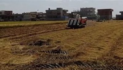 سعادة بين المزارعين مع انطلاق موسم حصاد الأرز بالبحيرة