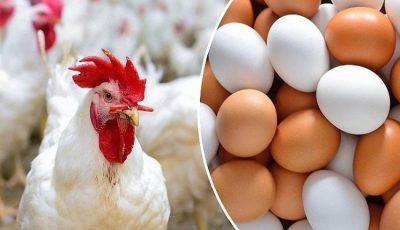 بورصة الدواجن اليوم.. أسعار الفراخ البيضاء في الأسواق الأحد 5-10-2025